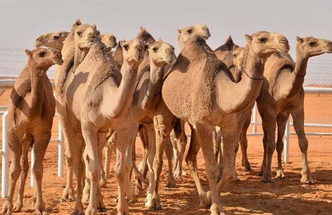 الإبل